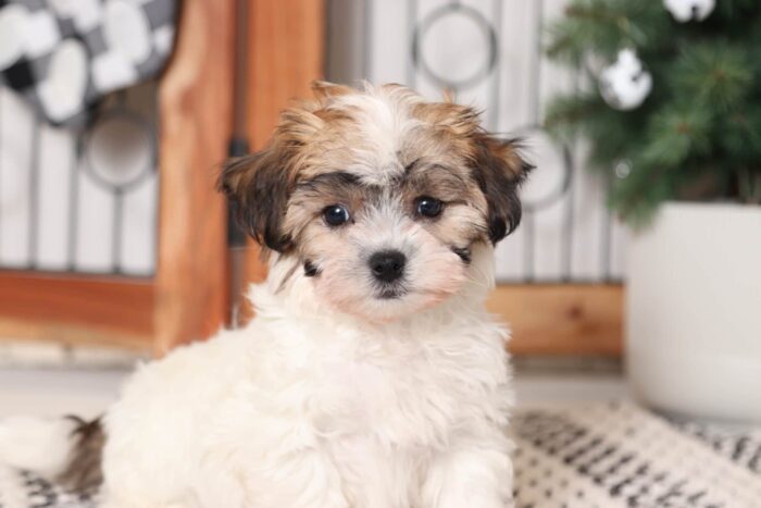 Pine- Clever Little Brown/White Teddy Bear Puppy - Image 2