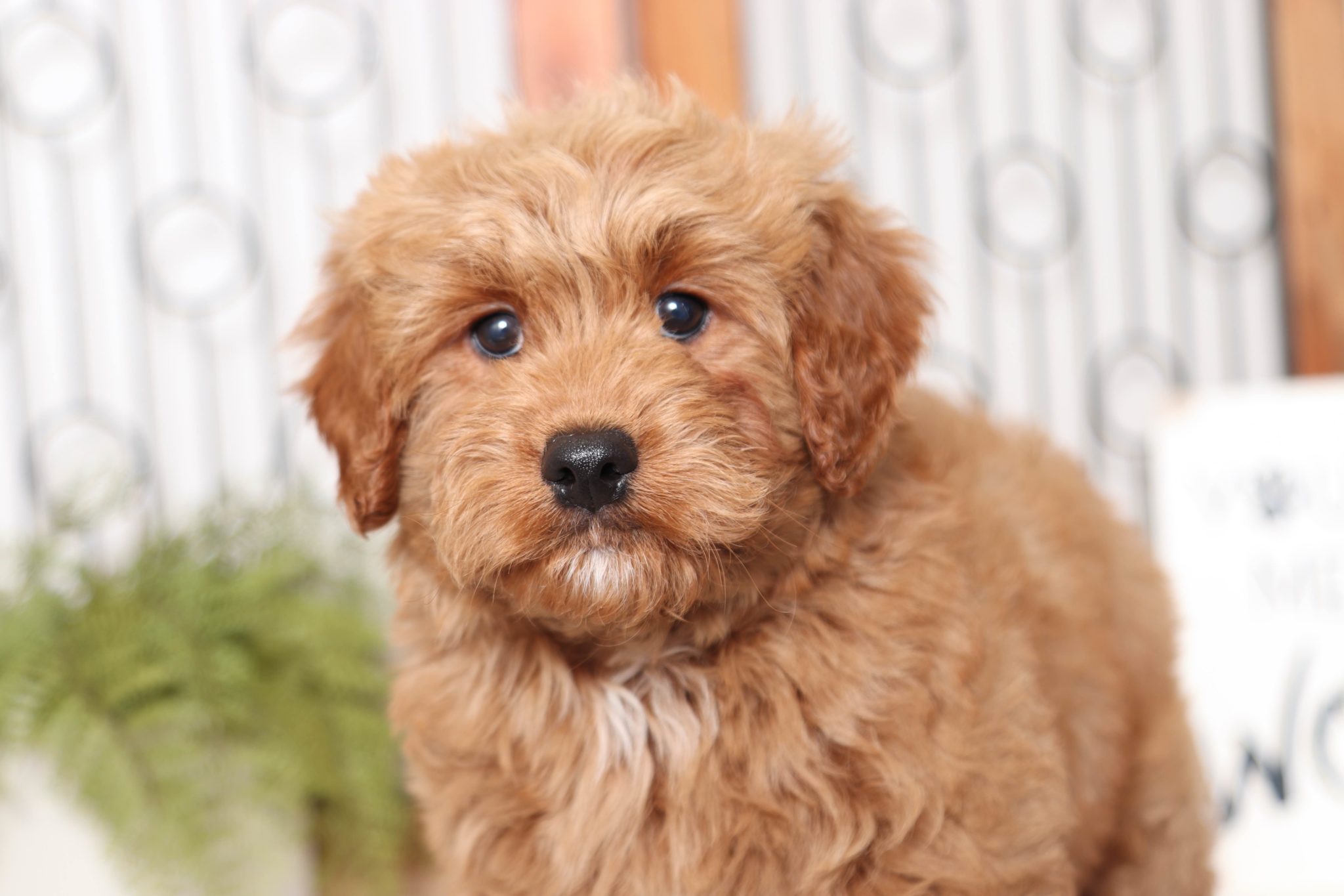 Pine - Great Red Mini Male F1B Goldendoodle - Image 2