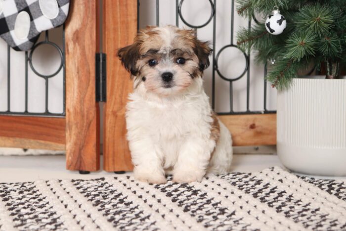 Pine- Clever Little Brown/White Teddy Bear Puppy - Image 4