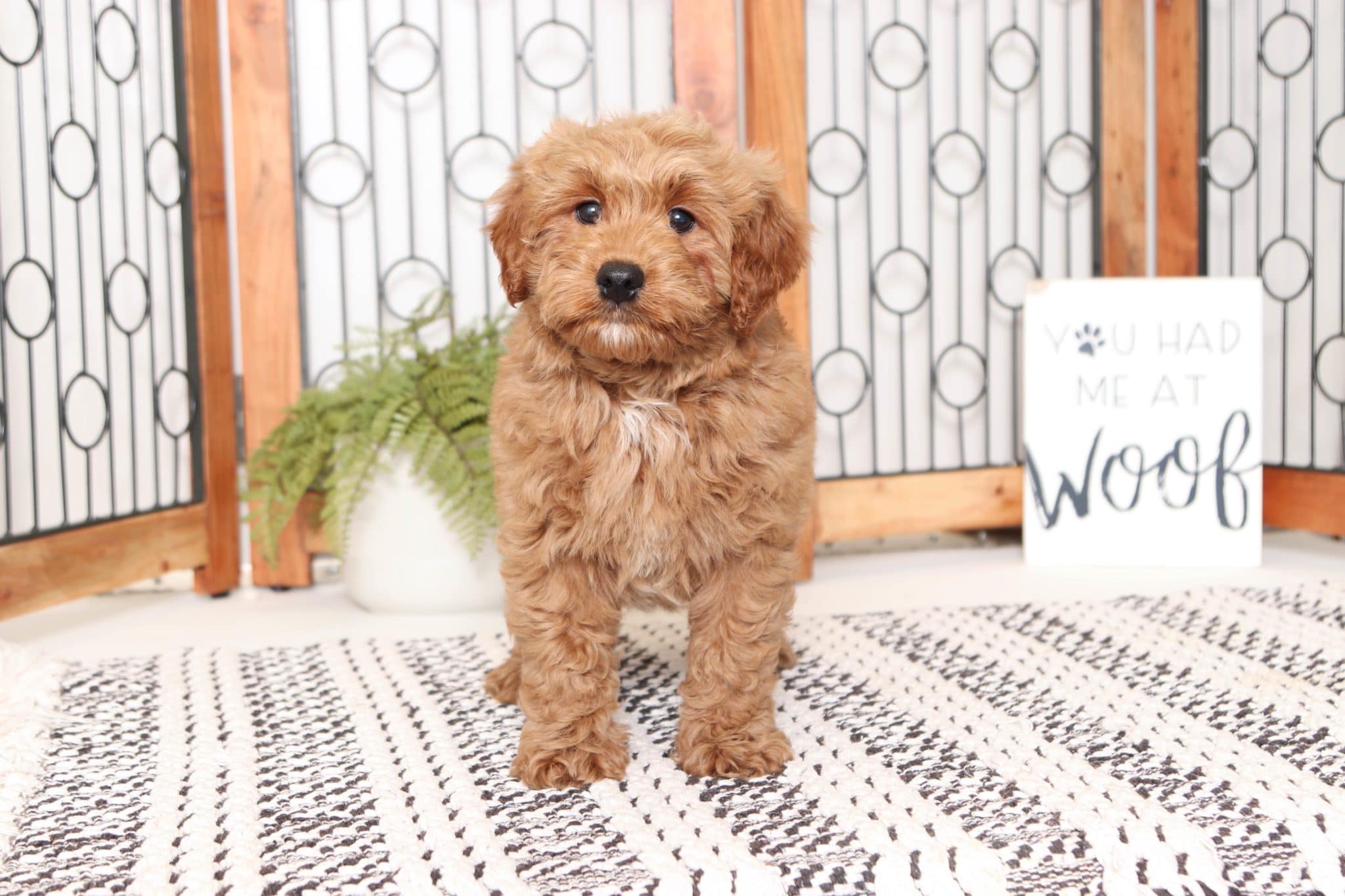 Pine - Great Red Mini Male F1B Goldendoodle - Image 4