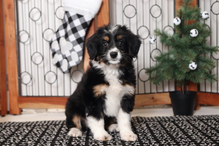 Pineapple- Beautiful Female Aussie-Poo Puppy