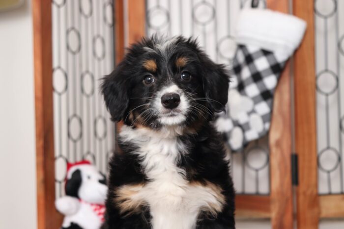 Pineapple- Beautiful Female Aussie-Poo Puppy - Image 2