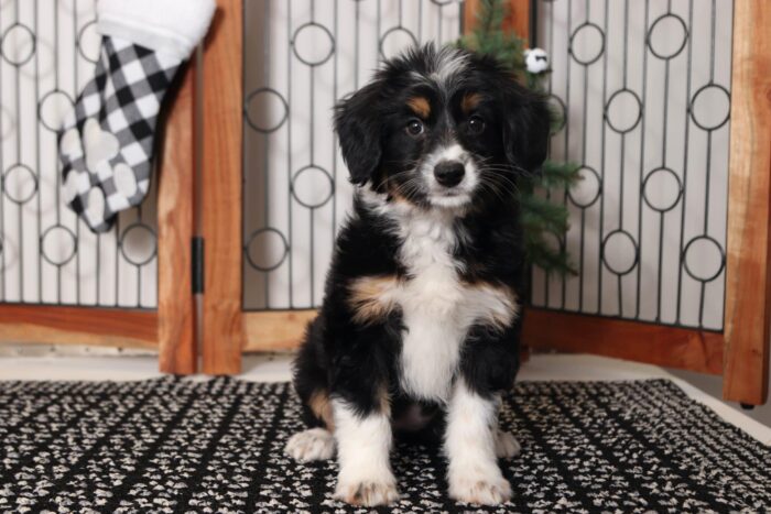Pineapple- Beautiful Female Aussie-Poo Puppy - Image 3