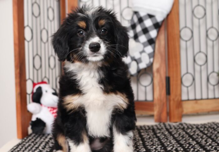 Pineapple- Beautiful Female Aussie-Poo Puppy - Image 4