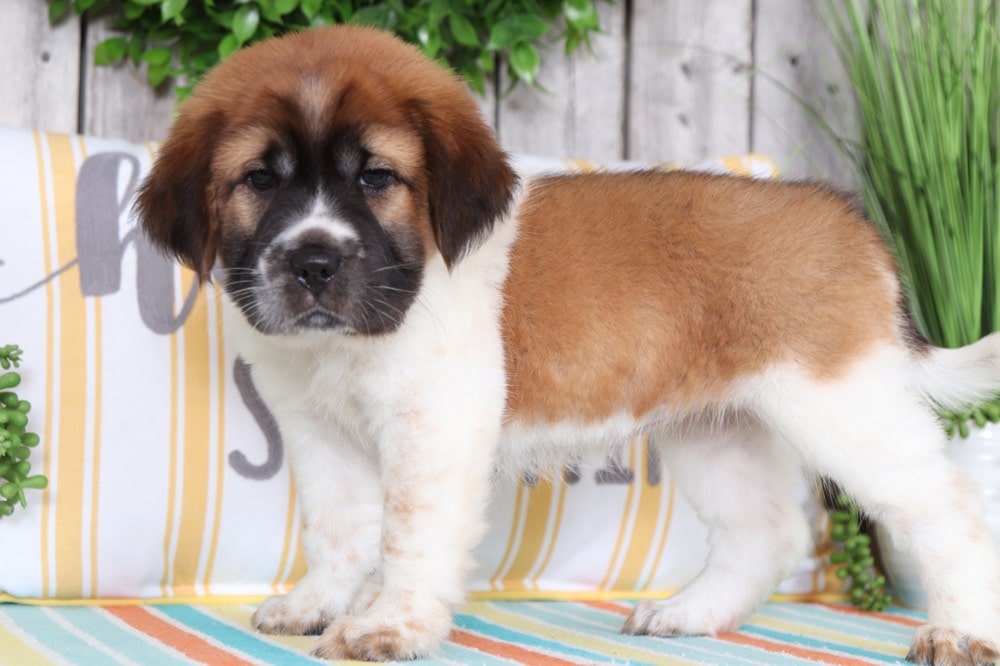 walrus dog breeder near me