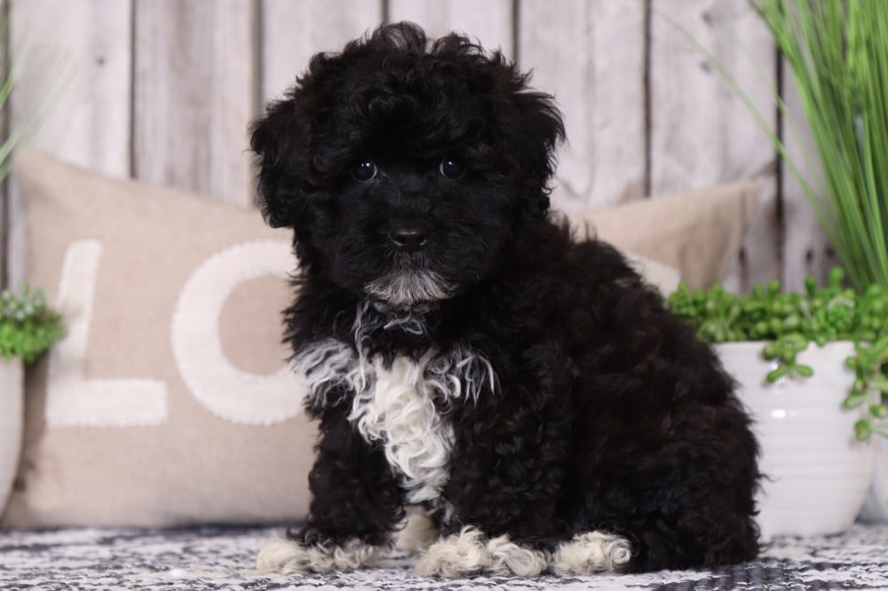 Pippa - Darling Shih-Poo