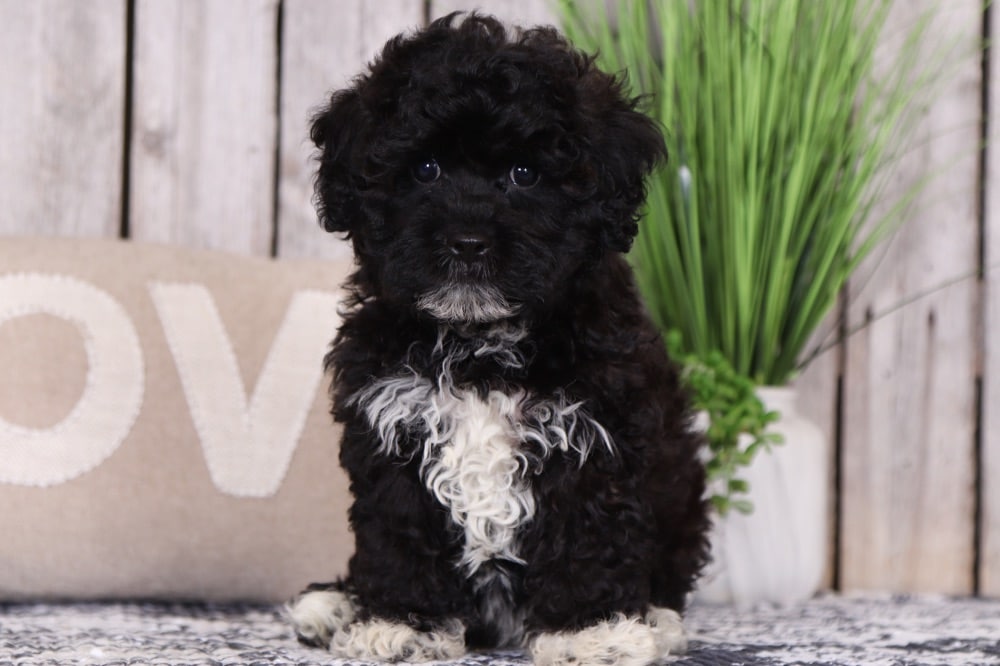 Pippa - Darling Shih-Poo - Image 2