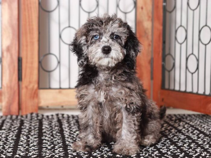 Pippa-  Sweet Blue Merle Female Maltipoo Puppy - Image 2