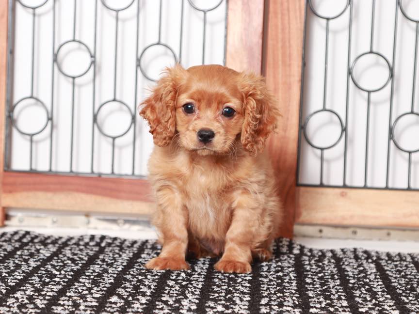 Pittenger - Nice Male Cavachon Puppy
