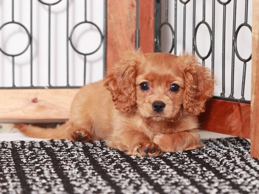 Pittenger - Nice Male Cavachon Puppy - Image 2