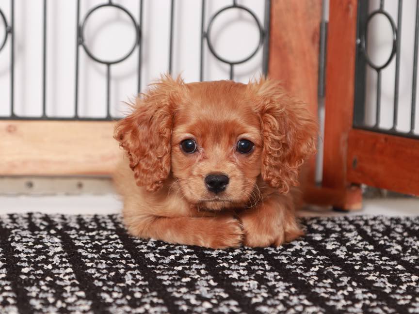 Pittenger - Nice Male Cavachon Puppy - Image 4