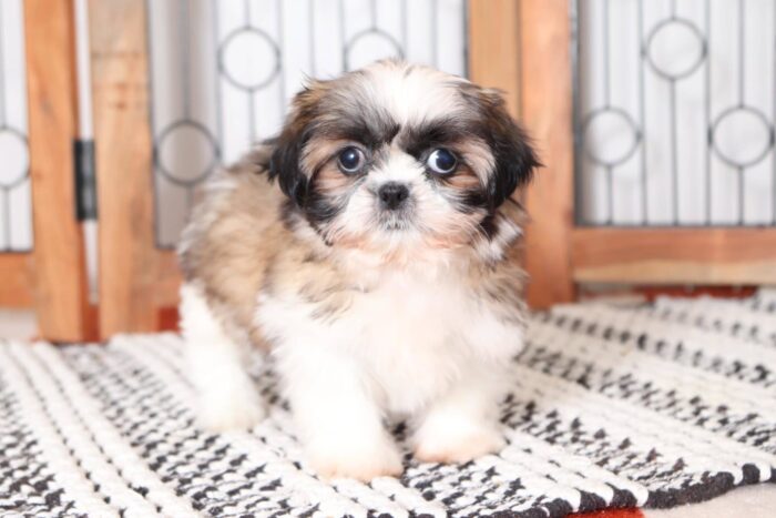 Pixie- Sweetest Little ACA Female Imperial Shih Tzu Puppy