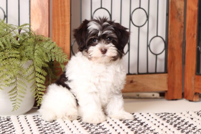 Pixie - Cuddly Little Female ACA Havanese Puppy