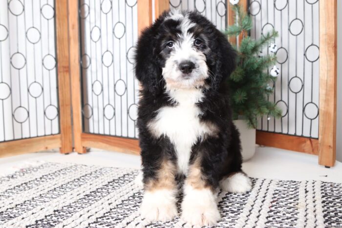 Pixie - Adorable Female Bernedoodle Puppy
