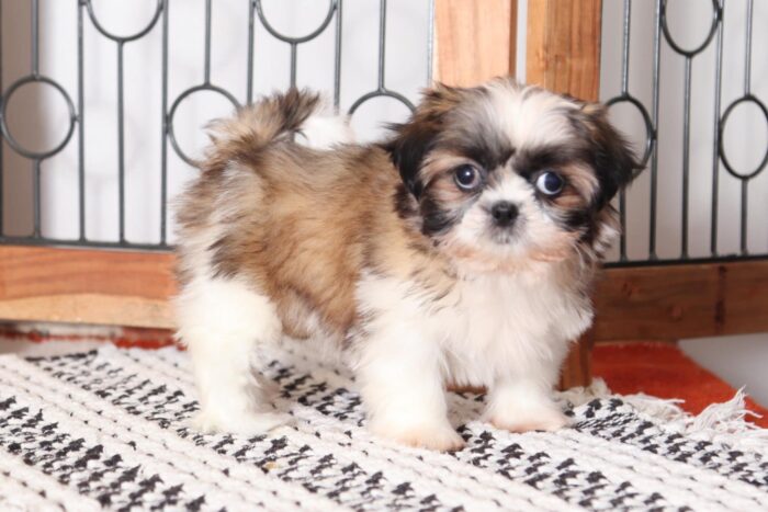 Pixie- Sweetest Little ACA Female Imperial Shih Tzu Puppy - Image 2