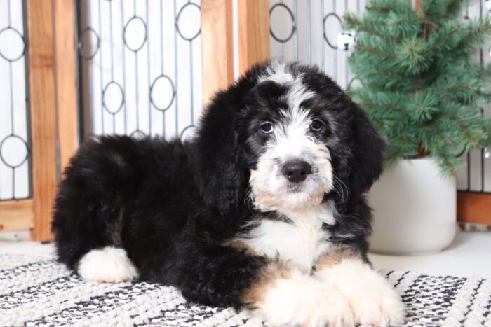 Pixie - Adorable Female Bernedoodle Puppy - Image 2