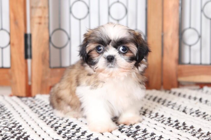 Pixie- Sweetest Little ACA Female Imperial Shih Tzu Puppy - Image 3
