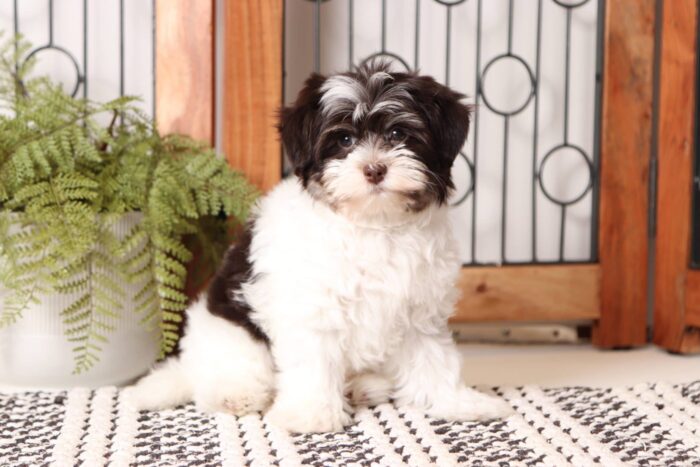 Pixie - Cuddly Little Female ACA Havanese Puppy - Image 3