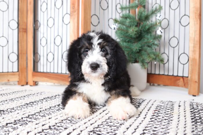 Pixie - Adorable Female Bernedoodle Puppy - Image 3