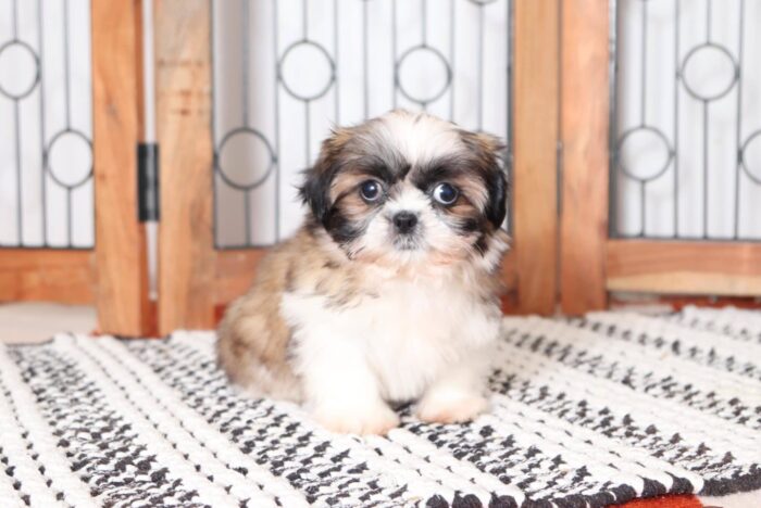 Pixie- Sweetest Little ACA Female Imperial Shih Tzu Puppy - Image 4