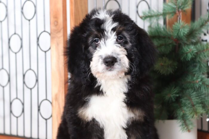 Pixie - Adorable Female Bernedoodle Puppy - Image 4