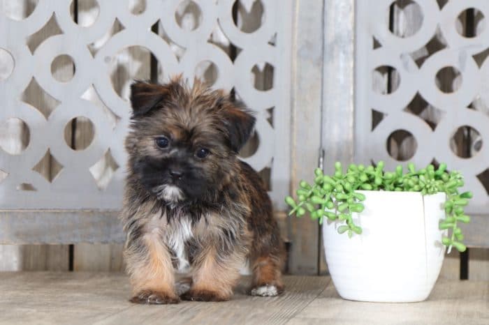 Pongo - Super Cool Shorkie