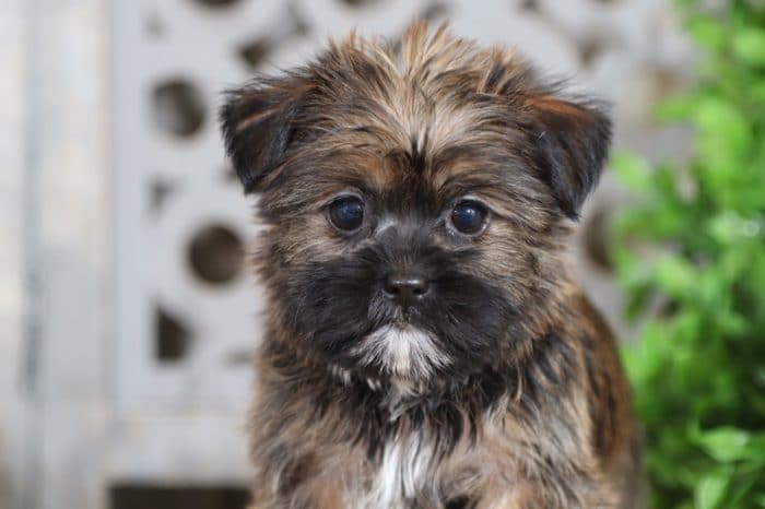 Pongo - Super Cool Shorkie - Image 4