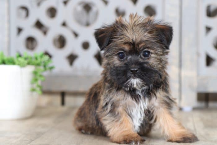 Pongo - Super Cool Shorkie - Image 3