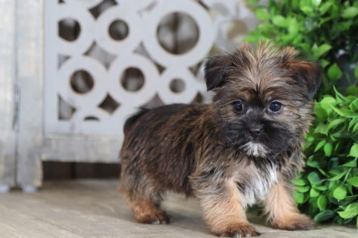 Pongo - Super Cool Shorkie - Image 2