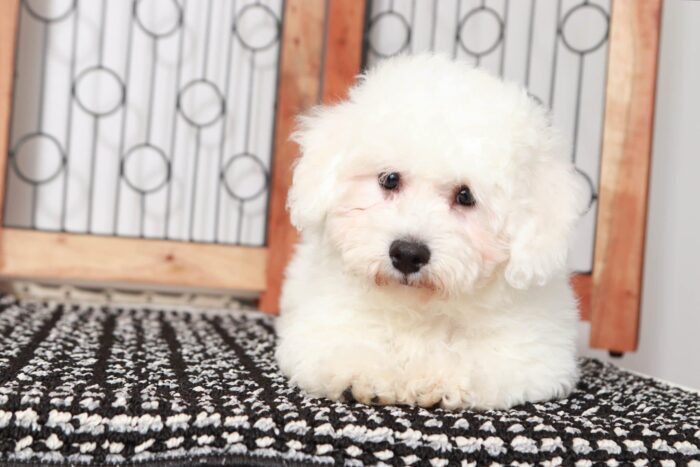 Pope- Spunky Little Male Bichon Puppy