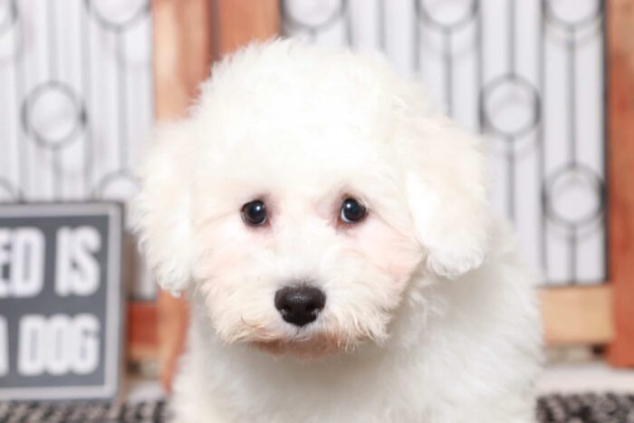 Pope- Spunky Little Male Bichon Puppy - Image 2