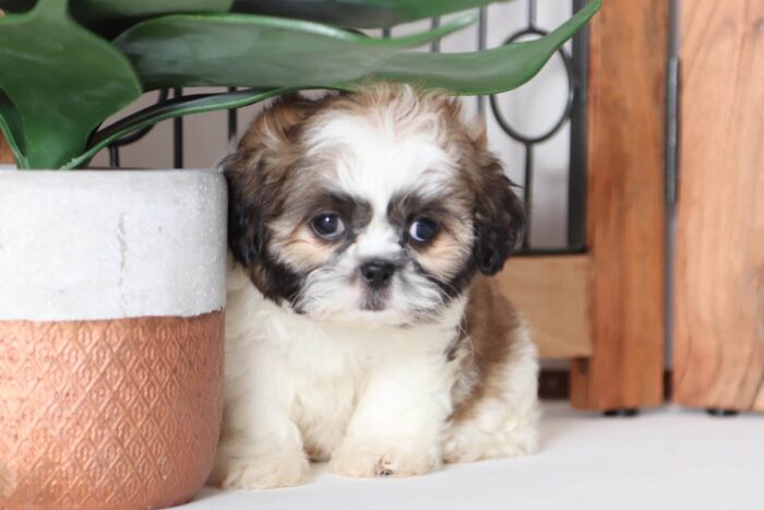 Poppy - Stunning Little ACA Female Imperial Shih-Tzu Puppy