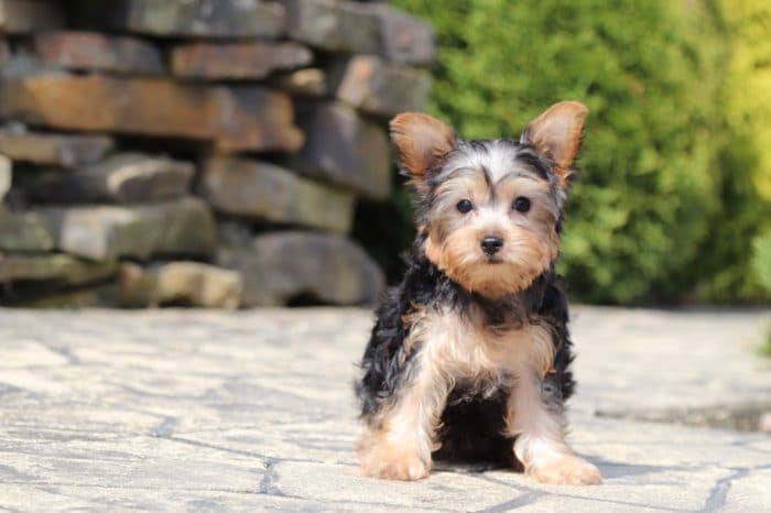 Poppy - Adorable Yorkie