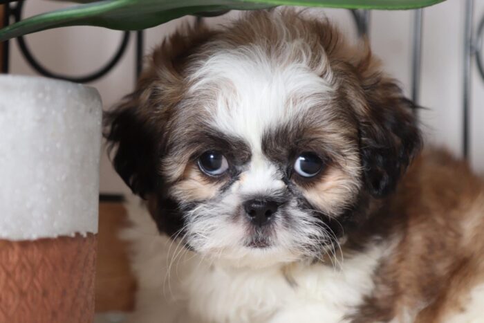 Poppy - Stunning Little ACA Female Imperial Shih-Tzu Puppy - Image 2