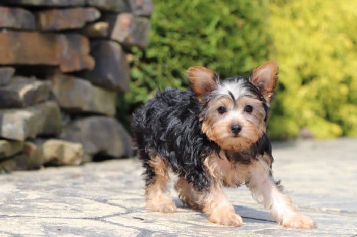 Poppy - Adorable Yorkie - Image 3