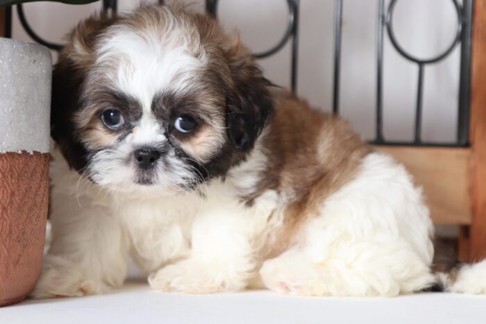 Poppy - Stunning Little ACA Female Imperial Shih-Tzu Puppy - Image 4