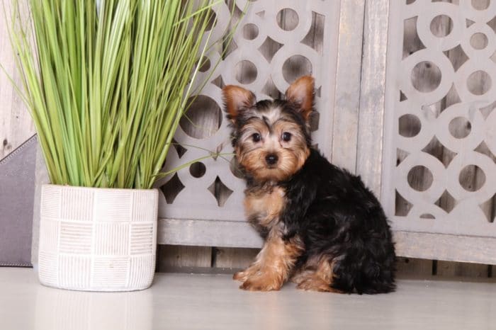 Poppy - Adorable Yorkie - Image 2