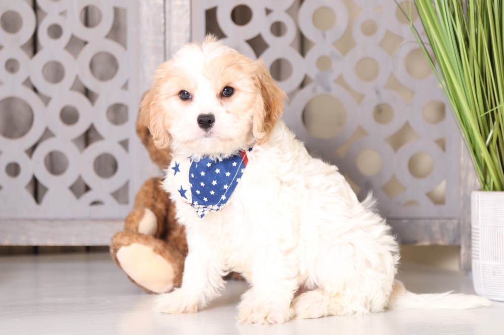 Porkchop - Super Cool Cavachon Puppy