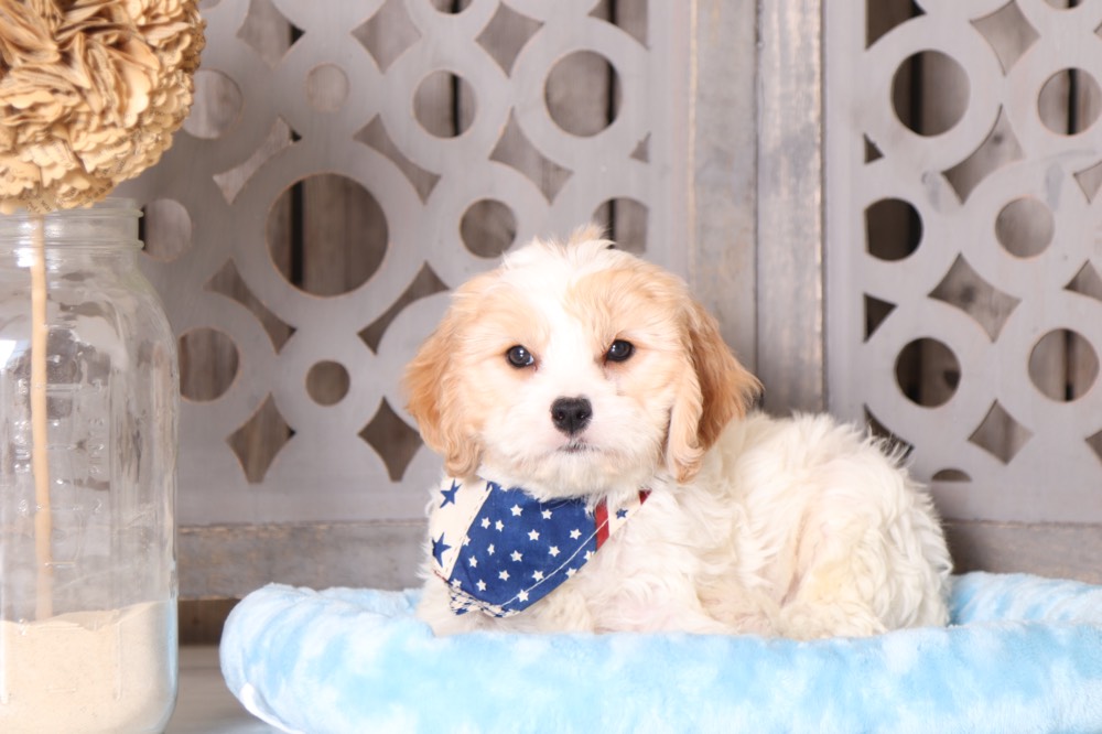 Porkchop - Super Cool Cavachon Puppy - Image 3