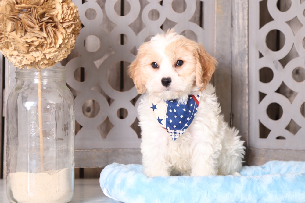 Porkchop - Super Cool Cavachon Puppy - Image 4