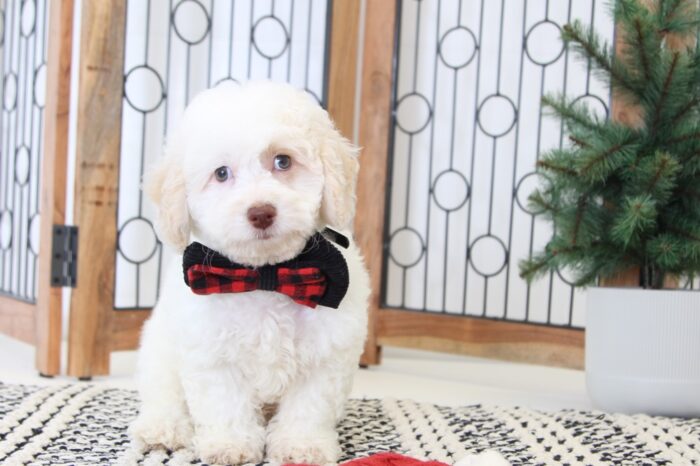 Porter- Handsome Male Cavapoo Puppy