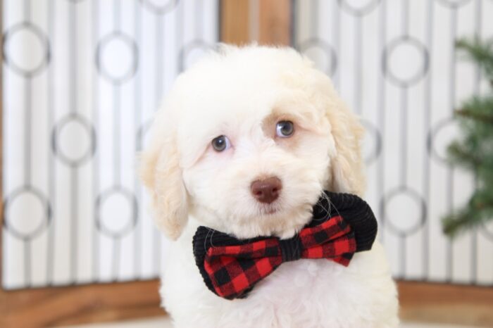 Porter- Handsome Male Cavapoo Puppy - Image 2