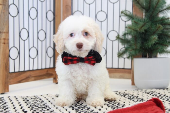 Porter- Handsome Male Cavapoo Puppy - Image 3