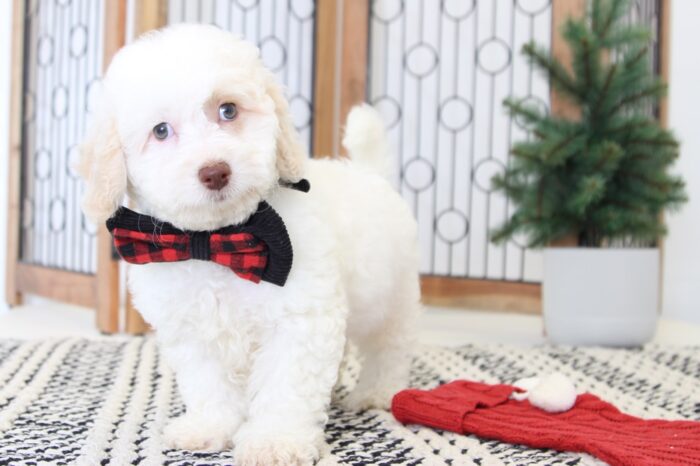 Porter- Handsome Male Cavapoo Puppy - Image 4