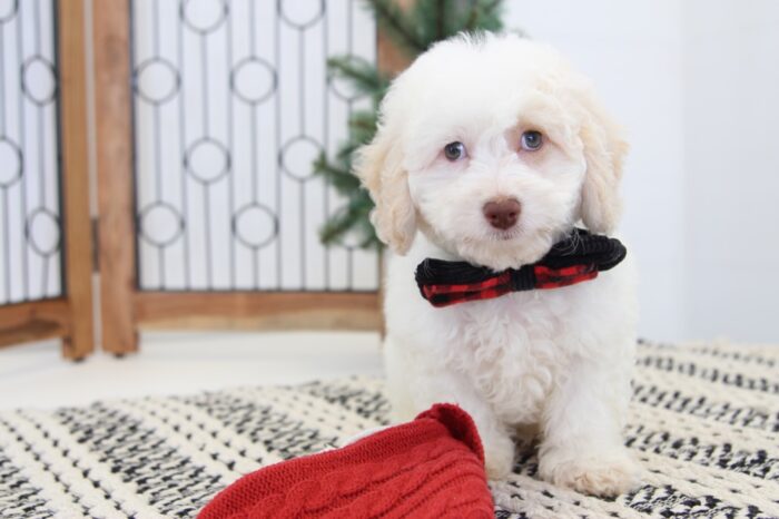 Porter- Handsome Male Cavapoo Puppy - Image 5
