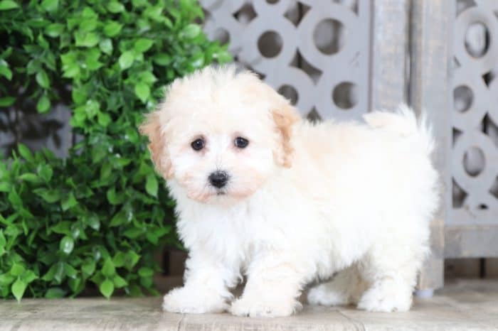 Presley - Darling Maltipoo