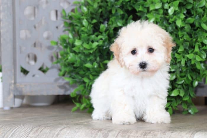 Presley - Darling Maltipoo - Image 4