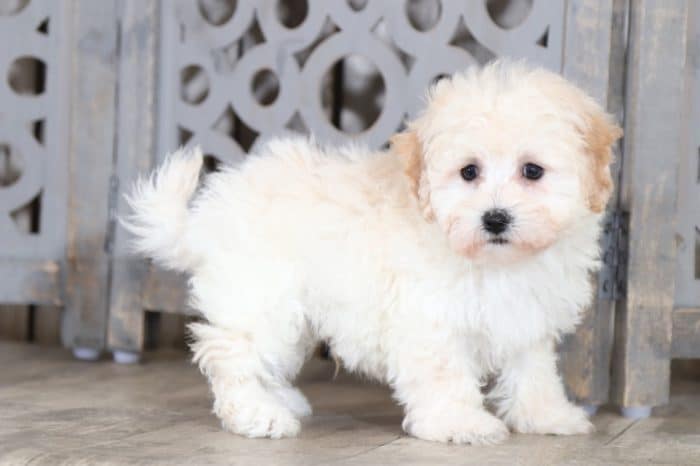 Presley - Darling Maltipoo - Image 3