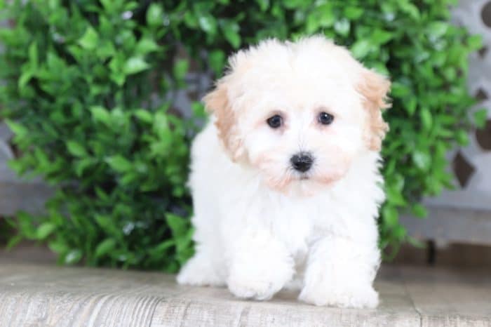 Presley - Darling Maltipoo - Image 2
