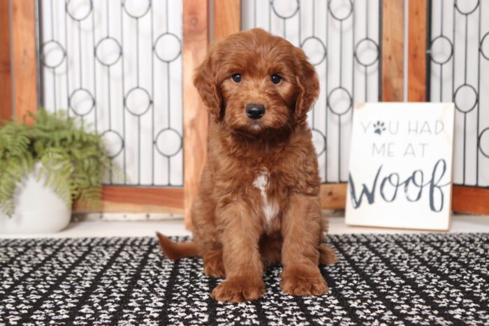 Preston- Silly Male F1B Mini Goldendoodle